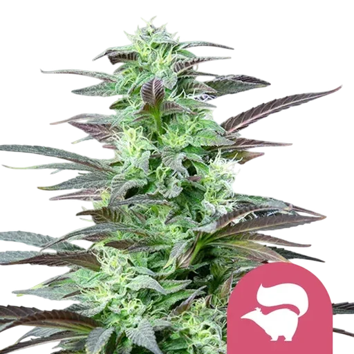 Skunk XL | PHOTOFEM | Royal Queen Seeds - Freigestellt 2026-10-09