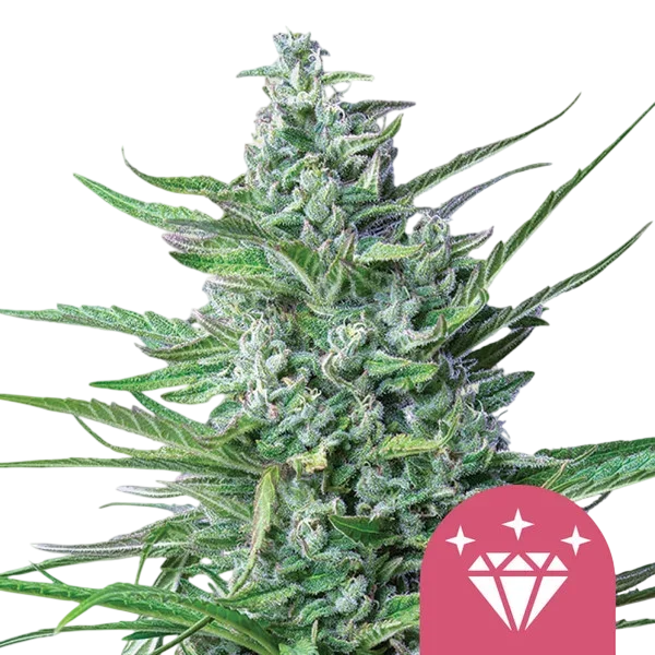 Special Kush #1 – Galerieansicht