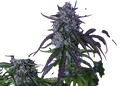 3Wok OG Auto | AUTOFEM | Mephisto Genetics - Freigestellt 2026-10-09