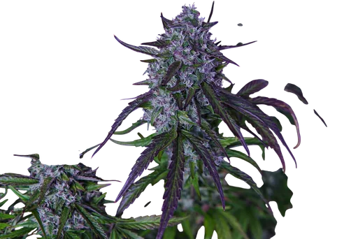 3Wok OG Auto | AUTOFEM | Mephisto Genetics - Freigestellt 2026-10-09