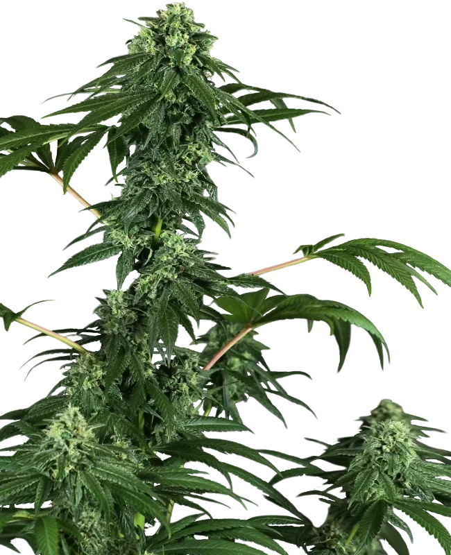 420 Punch – Galerieansicht