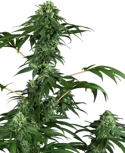 420 Punch | PHOTOFEM | Sensi Seeds - Freigestellt 2026-10-09