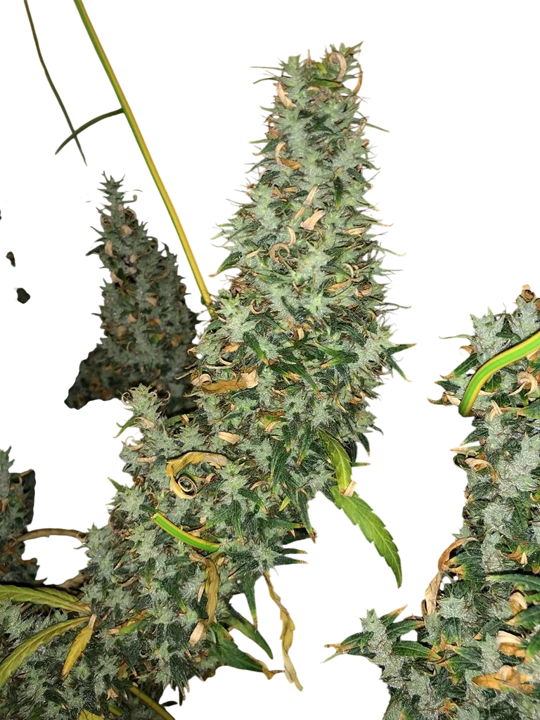 Afghan Haze – Galerieansicht
