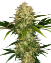 Afghani #1 | PHOTOFEM | Sensi Seeds - Freigestellt 2026-10-09