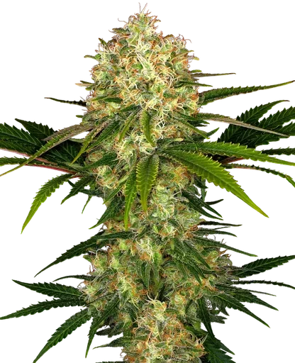 Afghani #1 | PHOTOREG | Sensi Seeds - Freigestellt 2026-10-09