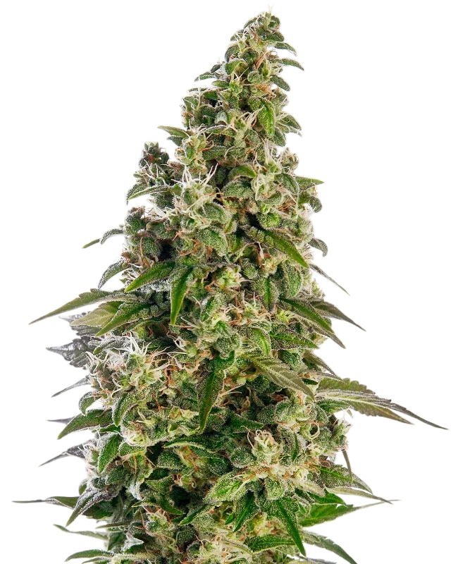 Afghani #1 Auto – Galerieansicht