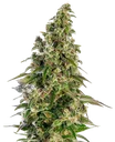 Afghani #1 Auto | AUTOFEM | Sensi Seeds - Freigestellt 2026-10-09