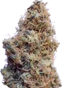 African Gas | PHOTOFEM | Ace Seeds - Freigestellt 2026-10-09
