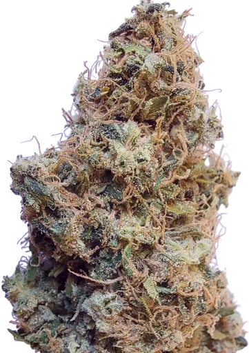 African Gas | PHOTOFEM | Ace Seeds - Freigestellt 2026-10-09