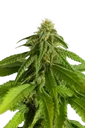 Afrodite | PHOTOFEM | Kannabia Seeds - Freigestellt 2026-10-09