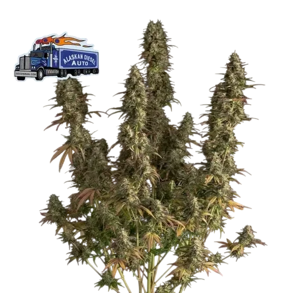 Alaskan Diesel Auto – Galerieansicht