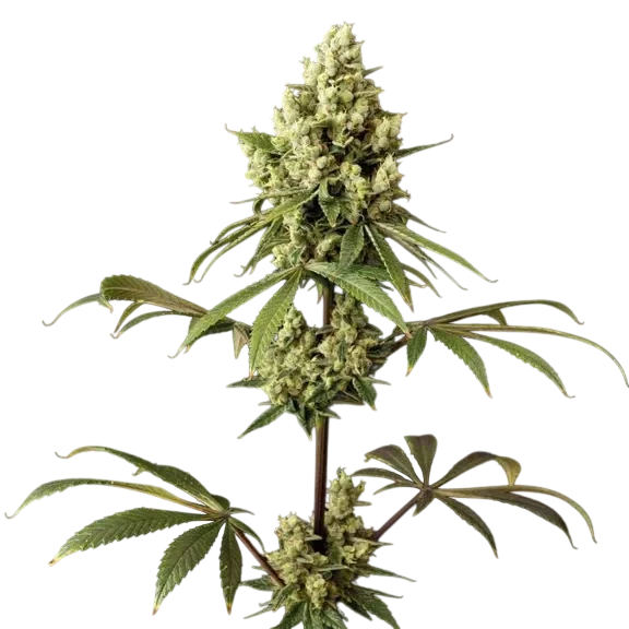 Alaskan Purple – Galerieansicht