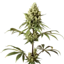 Alaskan Purple | PHOTOFEM | Seedsman - Freigestellt 2026-10-09