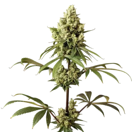 Alaskan Purple | PHOTOFEM | Seedsman - Freigestellt 2026-10-09