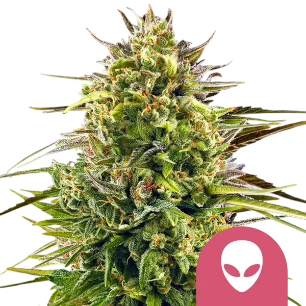 Alien OG – Galerieansicht