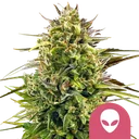 Alien OG | PHOTOFEM | Royal Queen Seeds - Freigestellt 2026-10-09