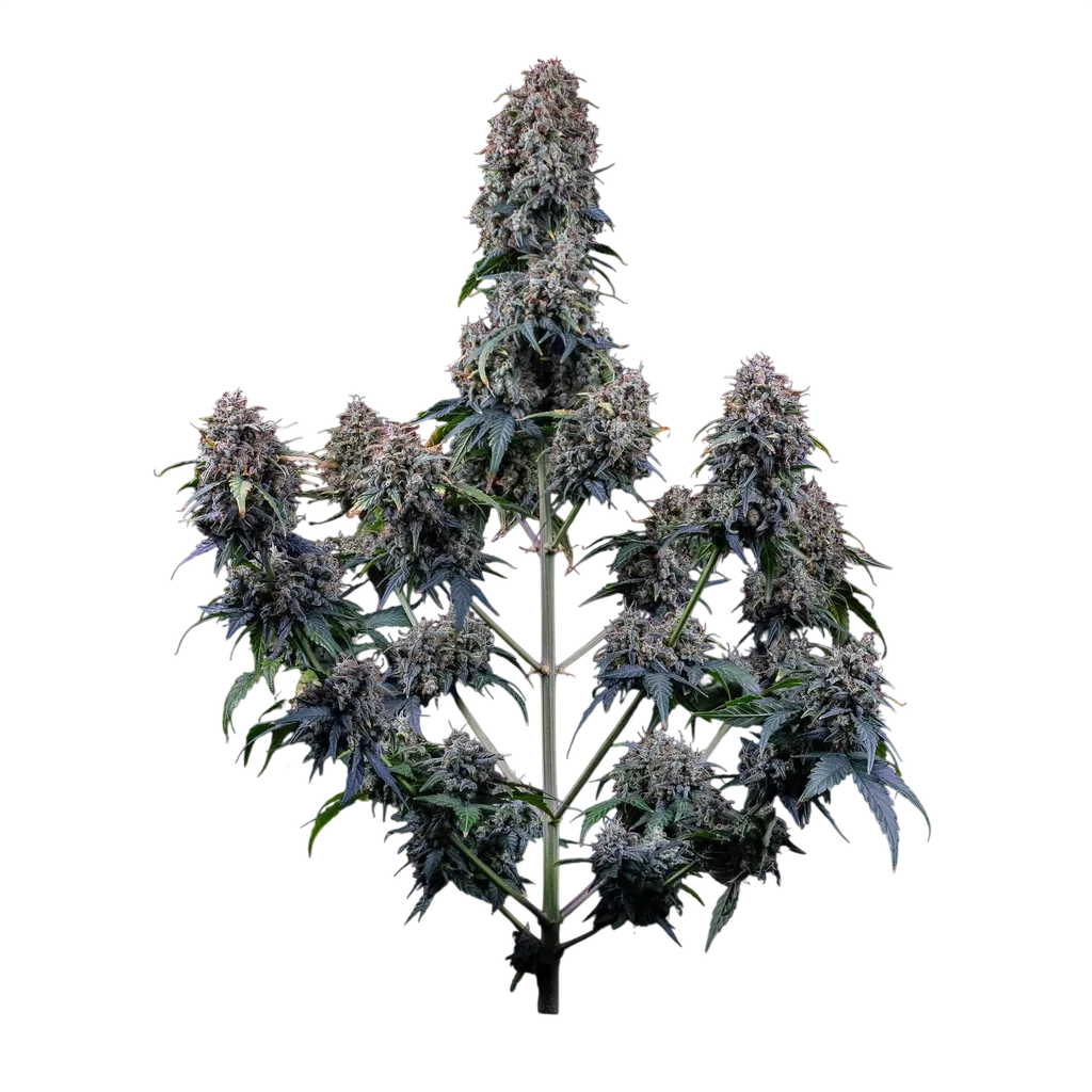 Alien Vs Triangle Auto – Galerieansicht