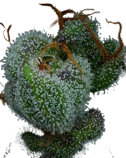All Gas OG Auto | AUTOFEM | Humboldt Seed Co. - Freigestellt 2026-10-09