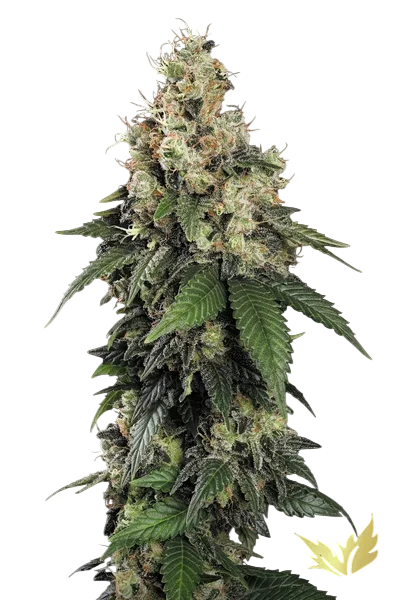 Allkush – Galerieansicht