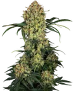 Aloha OG | PHOTOFEM | Sensi Seeds - Freigestellt 2026-10-09