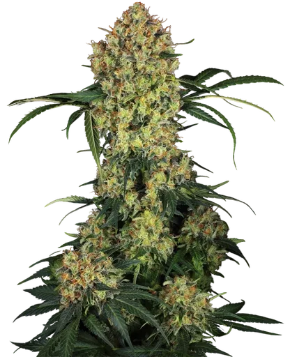Aloha OG | PHOTOFEM | Sensi Seeds - Freigestellt 2026-10-09