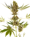 Alpine Delight CBD 30:1 Auto | AUTOFEM | Sensi Seeds - Freigestellt 2026-10-09