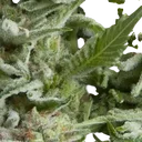 Alpujarrena Auto | AUTOFEM | Pyramid Seeds - Freigestellt 2026-10-09
