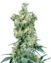 American Dream | PHOTOREG | Sensi Seeds - Freigestellt 2026-10-09