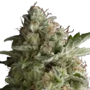 American Pie | PHOTOFEM | Pyramid Seeds - Freigestellt 2026-10-09