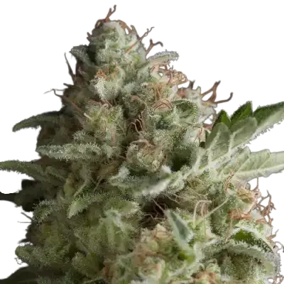 American Pie | PHOTOFEM | Pyramid Seeds - Freigestellt 2026-10-09