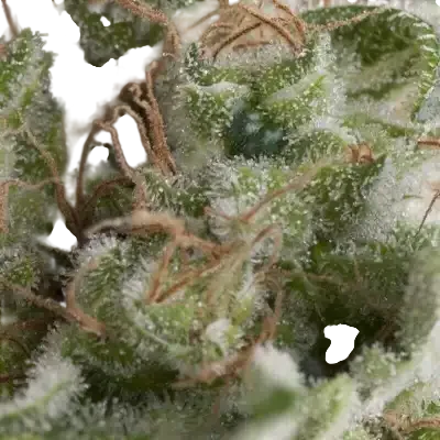American Pie Auto | AUTOFEM | Pyramid Seeds - Freigestellt 2026-10-09