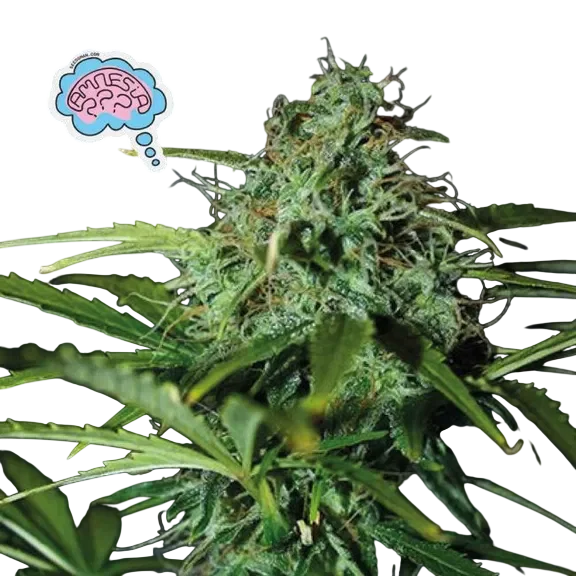 Amnesia | PHOTOREG | Seedsman - Freigestellt 2026-10-09