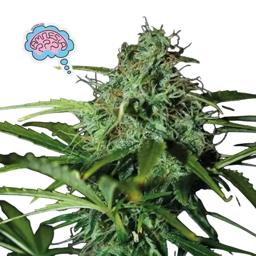 Amnesia | PHOTOREG | Seedsman - Freigestellt 2026-10-09