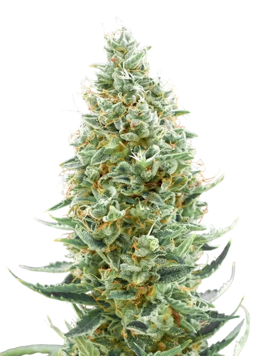 Amnesia FAST | PHOTOFEM | Advanced Seeds - Freigestellt 2026-10-09