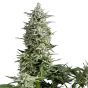 Amnesia Gold | PHOTOFEM | Pyramid Seeds - Freigestellt 2026-10-09