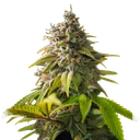 Amnesia Haze | PHOTOFEM | Nirvana Seeds - Freigestellt 2026-10-09