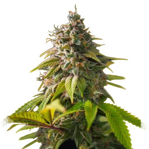 Amnesia Haze | PHOTOFEM | Nirvana Seeds - Freigestellt 2026-10-09