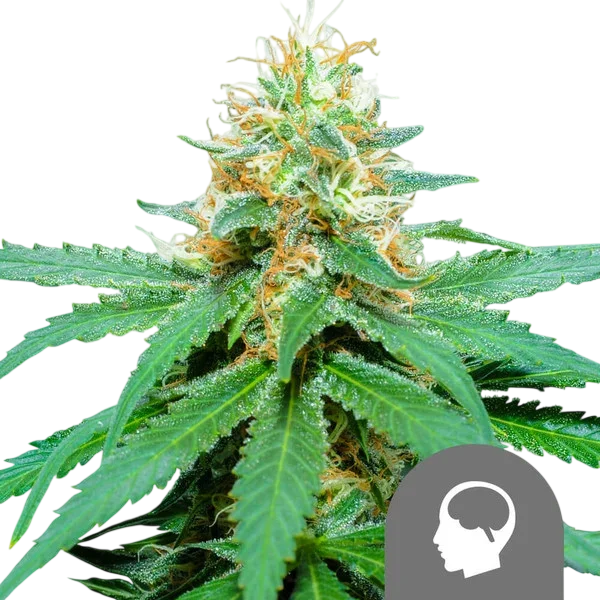 Amnesia Haze | PHOTOREG | Royal Queen Seeds - Freigestellt 2026-10-09
