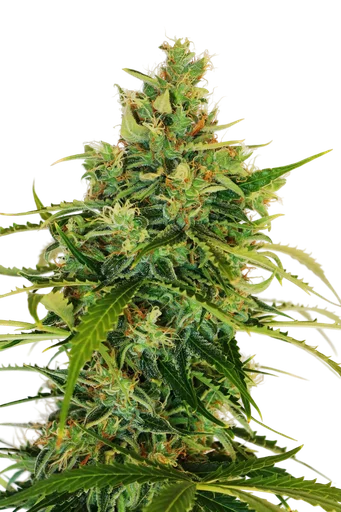 Amnesi - K Lemon | PHOTOFEM | Kannabia Seeds - Freigestellt 2026-10-09