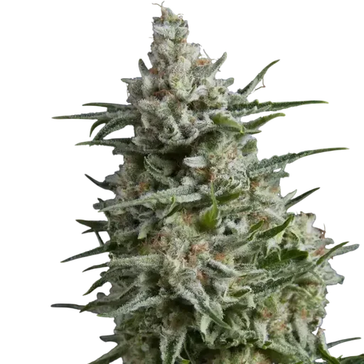 Anesthesia | PHOTOFEM | Pyramid Seeds - Freigestellt 2026-10-09