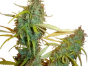 Angel Heart | PHOTOREG | Mr. Nice Seedbank - Freigestellt 2026-10-09