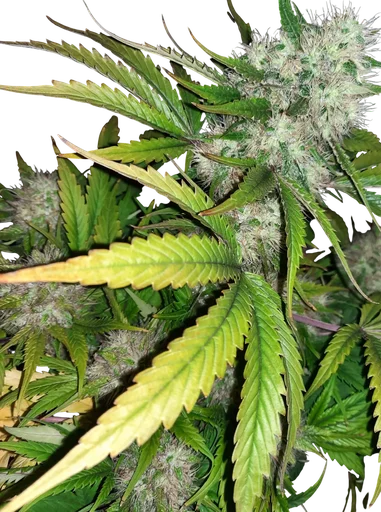 Angels Breathe | PHOTOREG | Mr. Nice Seedbank - Freigestellt 2026-10-09