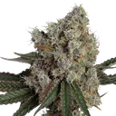 Another Level | PHOTOFEM | Happy Valley Genetics - Freigestellt 2026-10-09