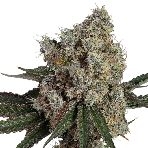 Another Level | PHOTOFEM | Happy Valley Genetics - Freigestellt 2026-10-09