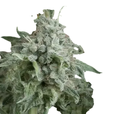Anubis Auto | AUTOFEM | Pyramid Seeds - Freigestellt 2026-10-09