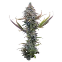 Apollo | PHOTOFEM | Brothers Grimm Seeds - Freigestellt 2026-10-09