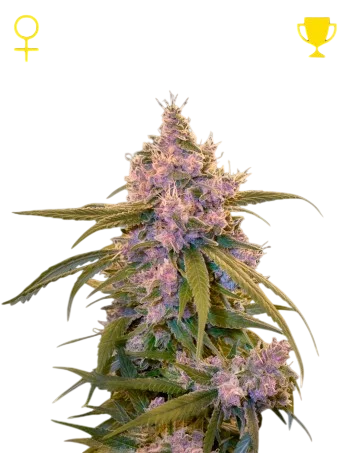 Arjans Ultra Haze #2 – Galerieansicht