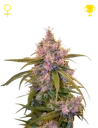 Arjans Ultra Haze #2 | PHOTOFEM | Greenhouse Seed Co. - Freigestellt 2026-10-09