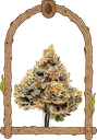 Artic Flurry | PHOTOFEM | Exotic Seed - Freigestellt 2026-10-09