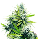 B-52 | PHOTOFEM | Nirvana Seeds - Freigestellt 2026-10-09